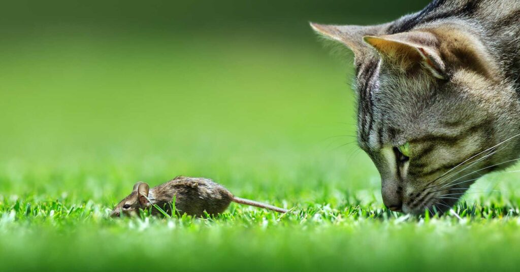 Katze fängt Mäuse