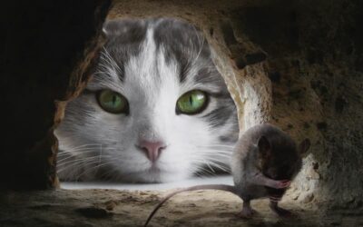 Ein Maus-Geschenk vom Katzenliebling