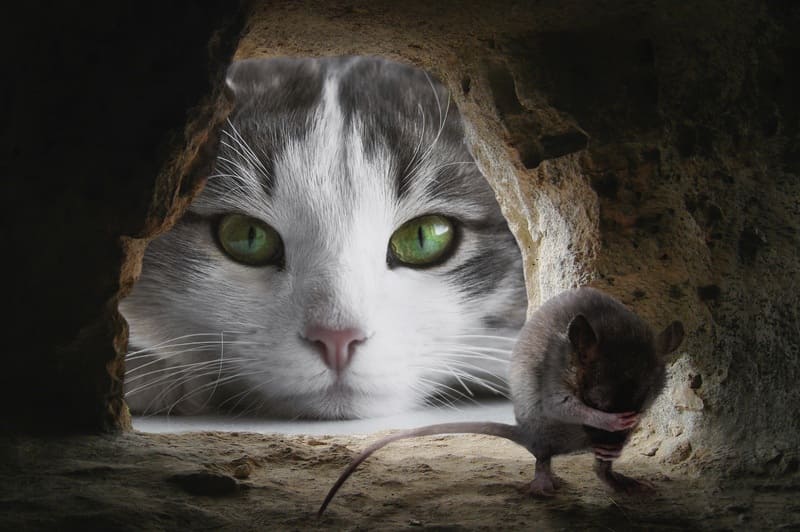 -Katze bringt macht nach Hause
